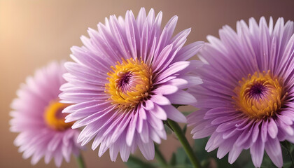 Obraz premium Close-up of purple or pink asters with yellow centers.