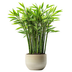 A Large Potted Bamboo Plant with Multiple Green Stalks Isolated on Transparent Background