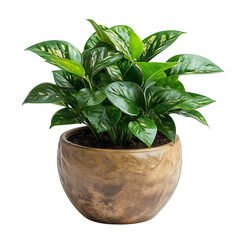 Sympathy Plant Arrangement in Decorative Pot Isolated on Transparent Background