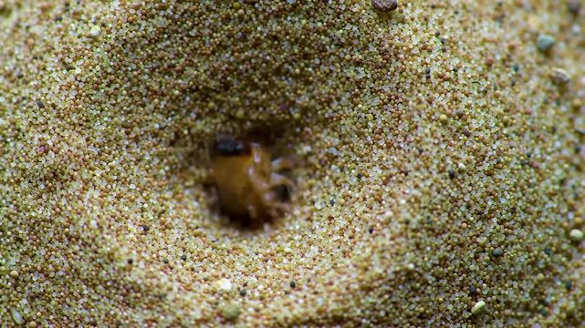 Antlion Larva in Sand Pit