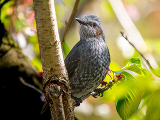 枝にとまるヒヨドリ