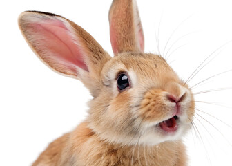 Obraz premium Close up portrait of a light brown rabbit with large ears against a white background looking up