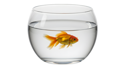 Goldfish in Bowl isolated on white background