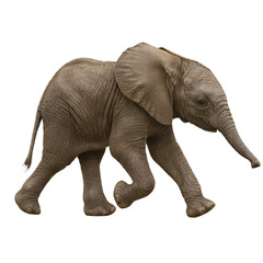 Young African Elephant Calf Walking Isolated on White Background