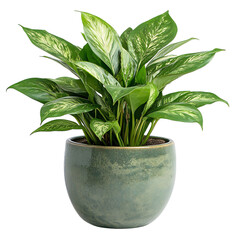 Sympathy Plant Arrangement in Decorative Pot Isolated on Transparent Background