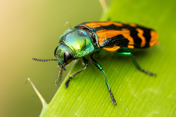CONOGNATHA VIRIDIVENTRIS