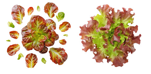 Top view of red butterhead and red leaf lettuce leaves and heads arranged on black background, fresh colorful greens for salad, vegan recipe, and healthy food packaging design