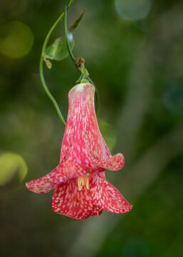 LAPAGERIA ROSEA