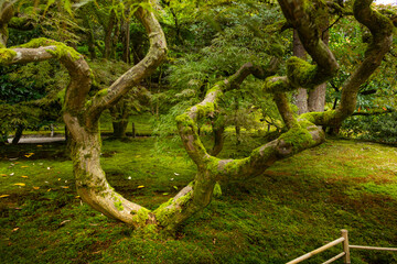 A view of the trunk of a Japanese lace leaf maple tree.