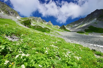 北アルプス 涸沢の夏景色