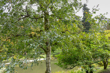 A view of a European white birch tree.