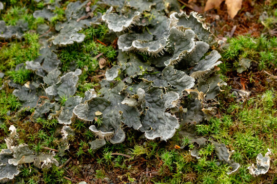 A view of lichen called peltigera membranacea.