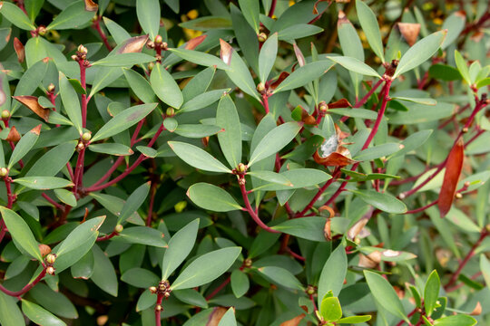 A view of the leaves of a mountain pepperbush.