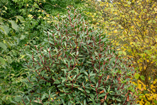 A view of a mountain pepperbush.
