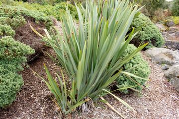 Obraz premium A view of a New Zealand flax plant.