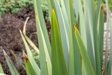 A view of a New Zealand flax plant.