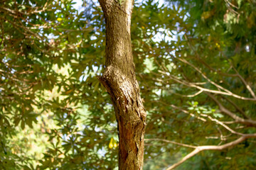 A view of the stem of a rhododendron sutchuense plant.