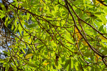 A view of the leaves of a rhododendron sutchuenense plant.