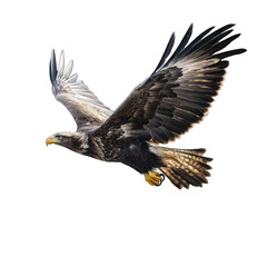 A majestic golden eagle soars through the air on a black background view