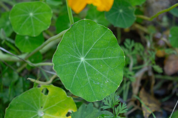 A view of the leaves of a nasturtium plant.