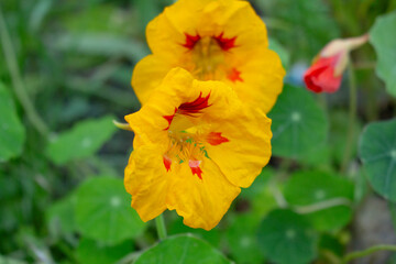 A view of some yellow nasturtium flowers.