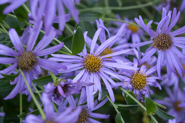 A view of smooth blue aster flowers.