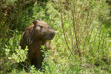 Male capybara, hydrochoerus hydrochaeris, largest living rodent, native to South America, in El Palmar National Park, Entre Rios, Argentina.