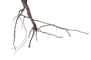 One plant with root isolated on white