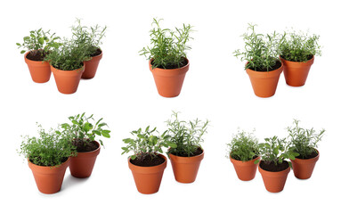 Different aromatic herbs in clay pots isolated on white, set