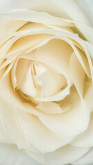 Soft focus abstract floral background white rose close up