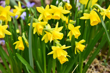 下向きに咲く庭のミニスイセン