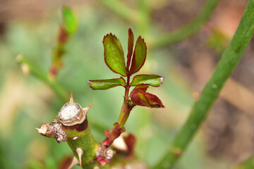 庭のバラの赤い新芽