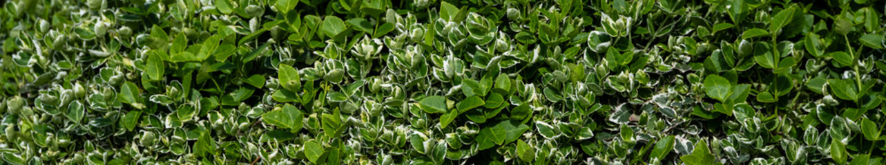 Closeup of compact bush hedge with green and white variegated leaves as a textured nature background on a sunny spring day 
