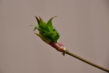 ツリバナの新芽