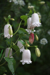 ツリガネソウウェディングベル02