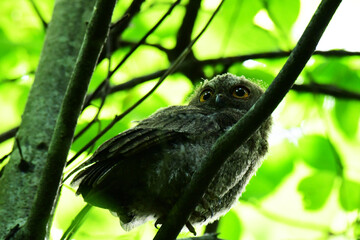 初夏のオオコノハズクの幼鳥