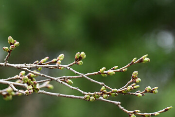ソメイヨシノの固いつぼみ