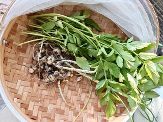 春の野草の収穫