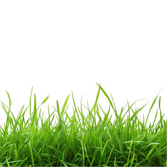 Fototapeta premium Vibrant green grass blades isolated on leaf lush lawn park plant fresh on transparent background