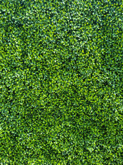 A wall made of artificial hedge	