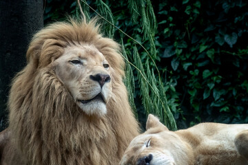 Close up photo of an african lion