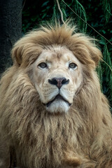 Close up photo of an african lion
