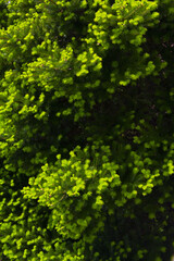 Naklejka premium This is a close-up of a fir tree.