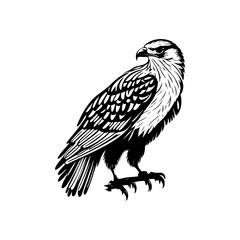 A striking monochrome illustration of a majestic hawk in detailed linework design