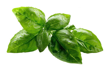 Fresh green basil leaves with water droplets isolated on wet herb food on transparent background