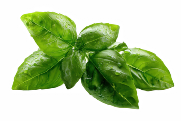 Fresh green basil leaves with water droplets isolated on wet herb food on transparent background