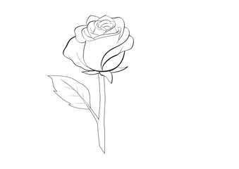 rose on white