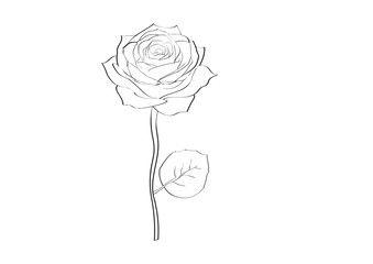 rose lineart