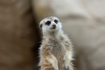 A view of a meerkat.
