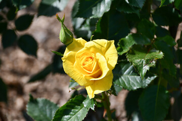 バラ「フリージア」